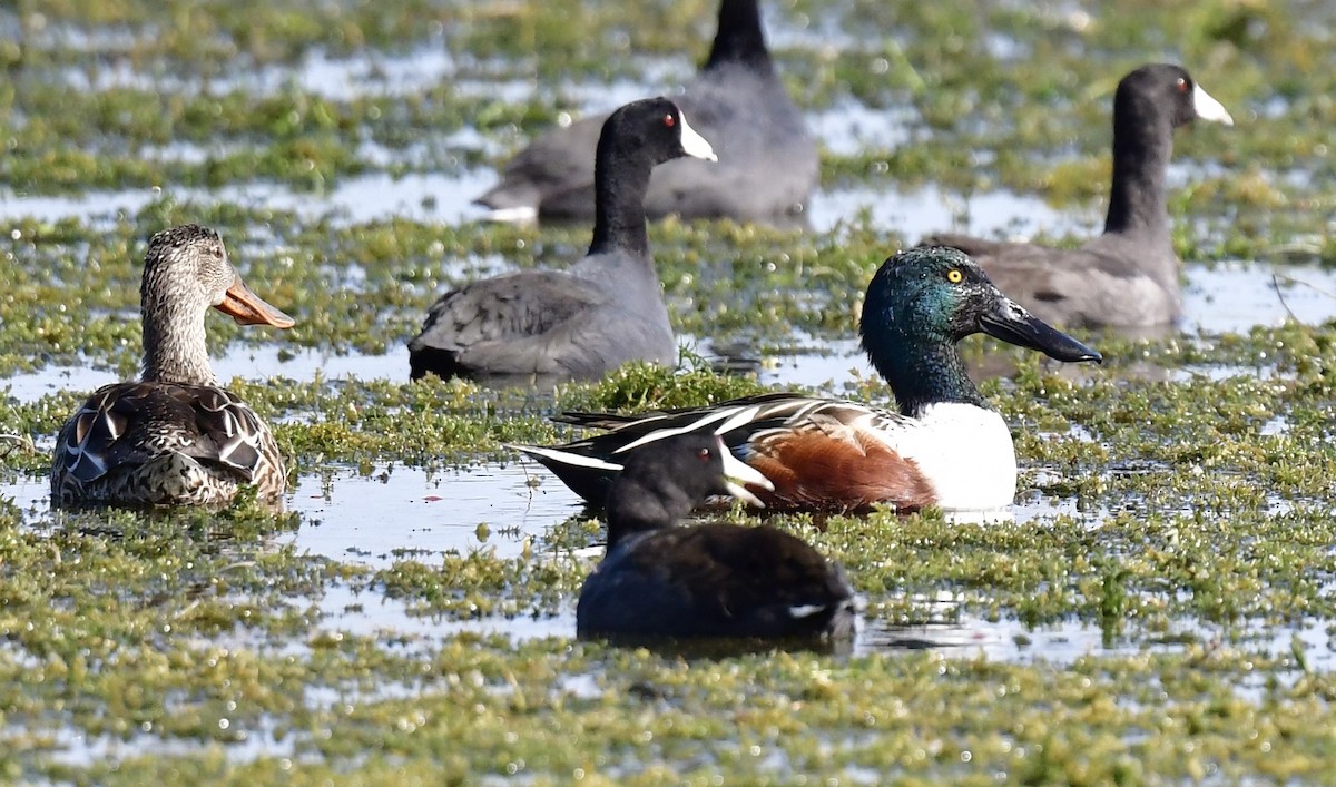 Northern Shoveler - ML646072744