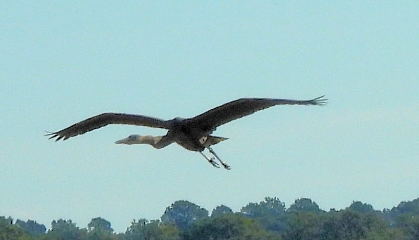 Great Blue Heron (Great Blue) - ML646072745