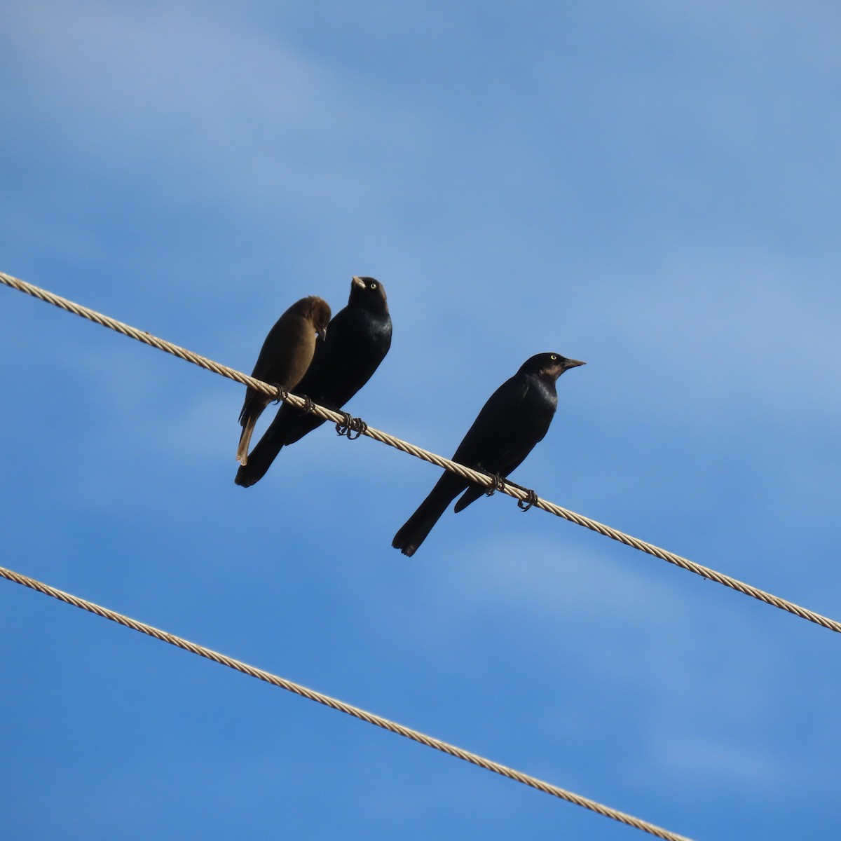 Brewer's Blackbird - ML646072749