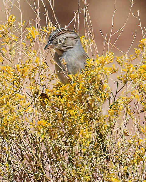 Brewer's Sparrow - ML646072750