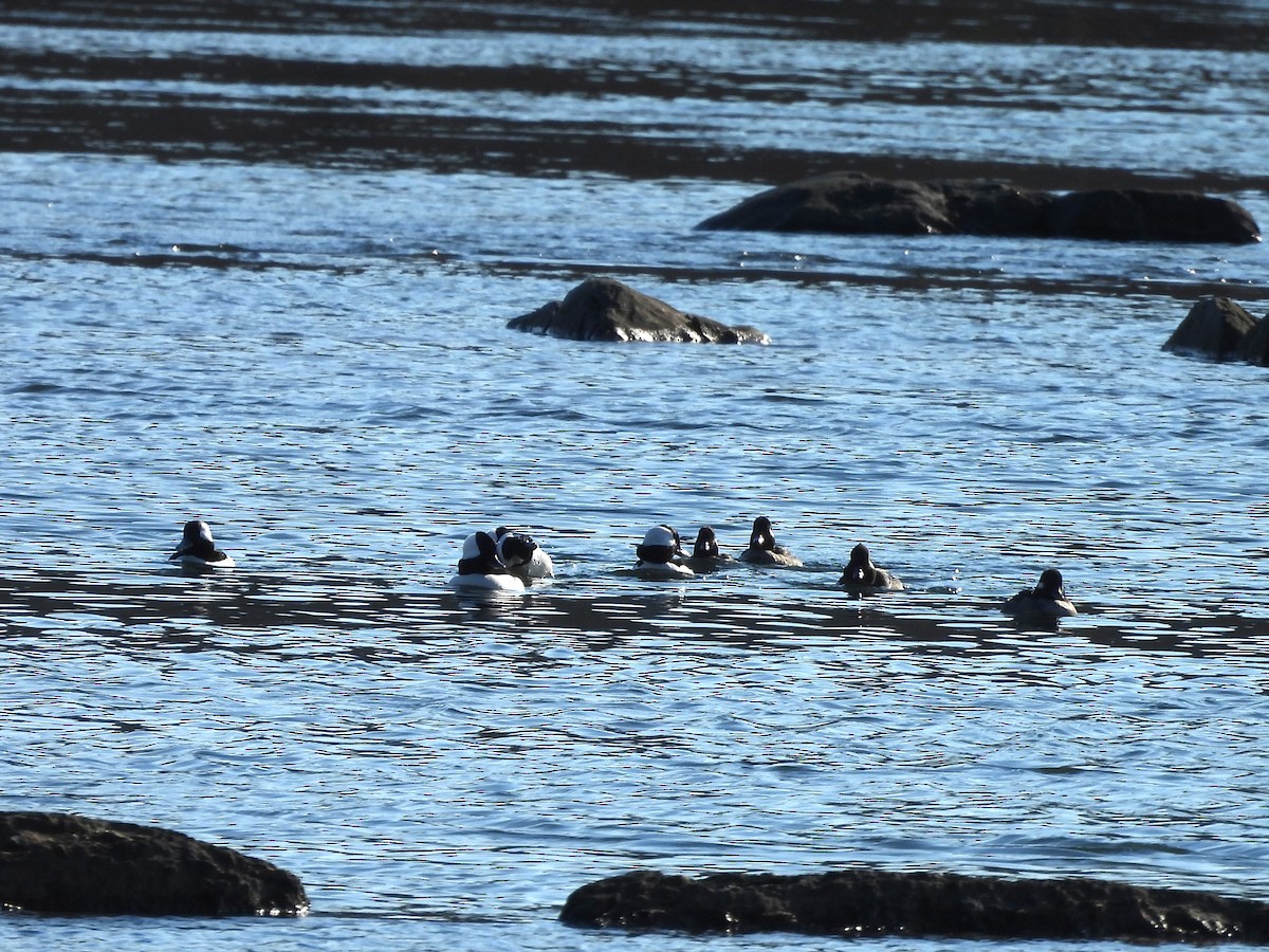 Murgilari buruzuria - ML646072751