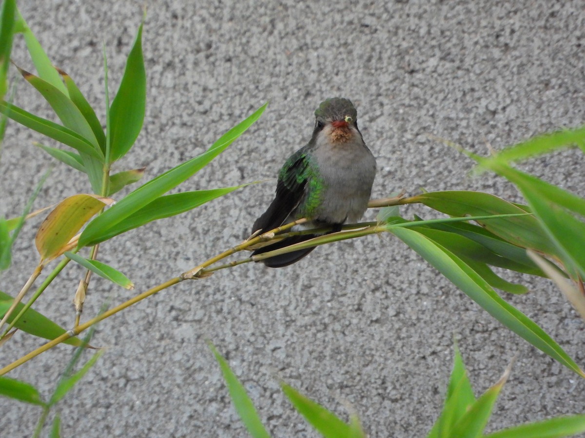 Glittering-bellied Emerald - ML646072752