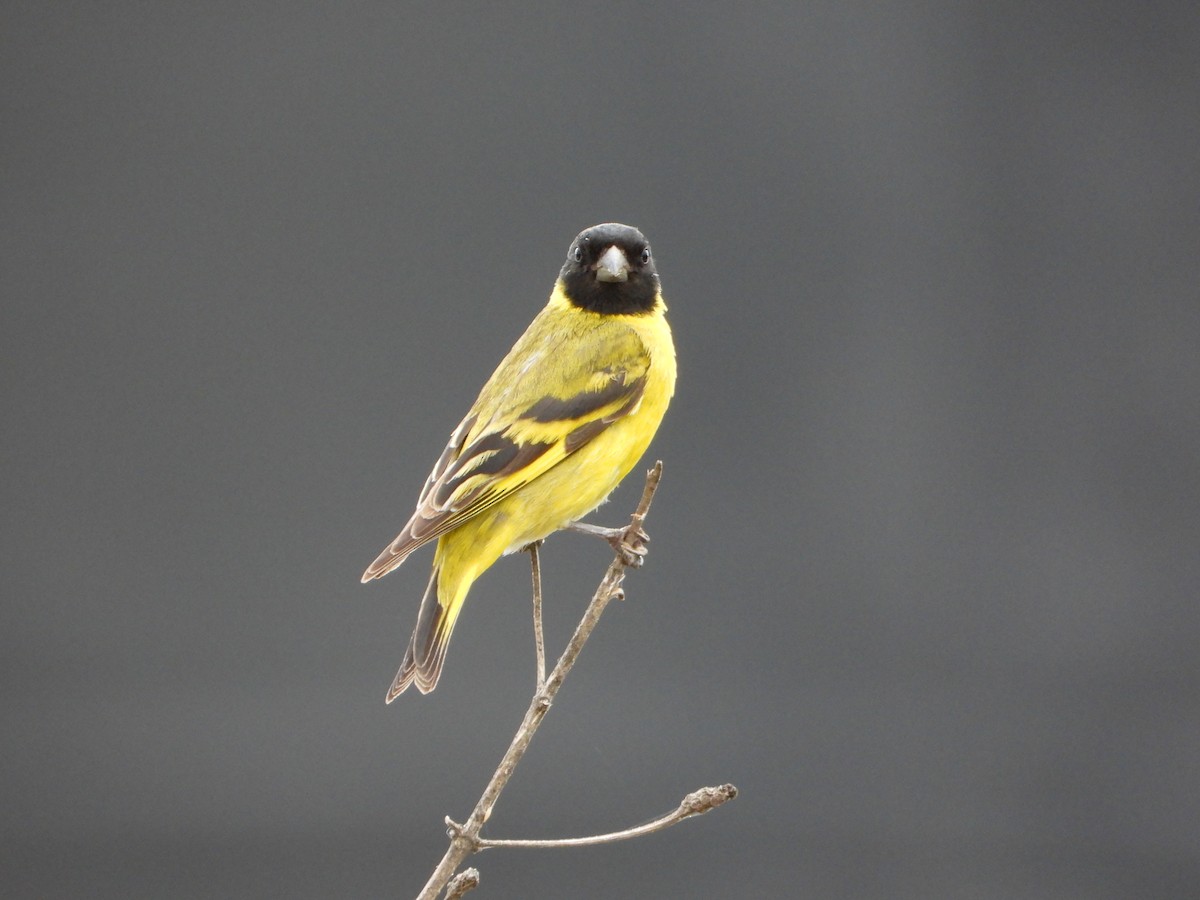 čížek jihoamerický - ML646072763