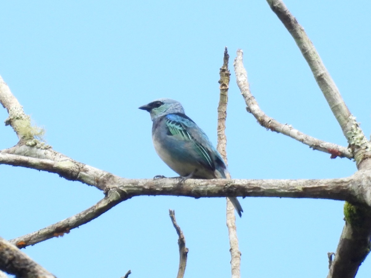 Masked Tanager - ML646072766