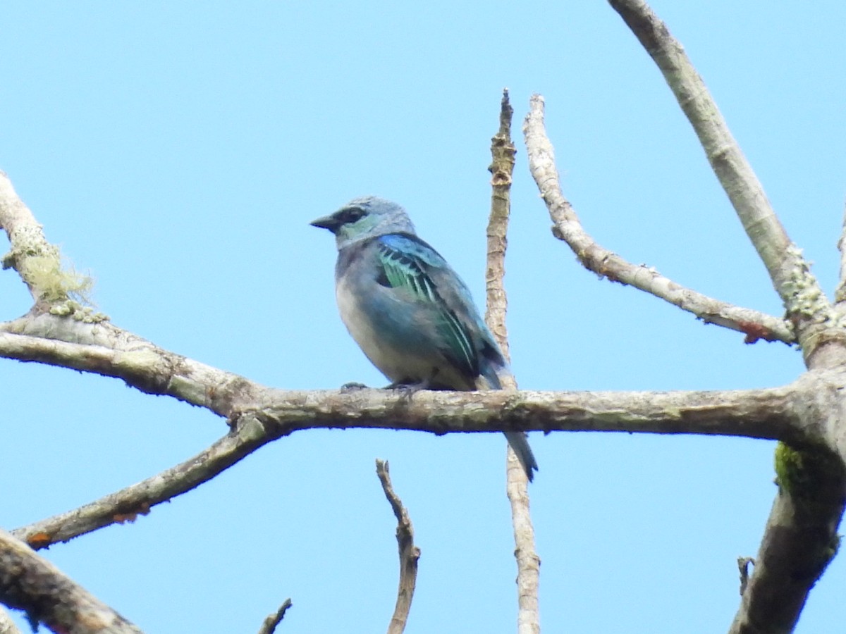 Masked Tanager - ML646072767