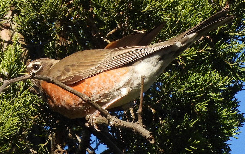 American Robin - ML646072768