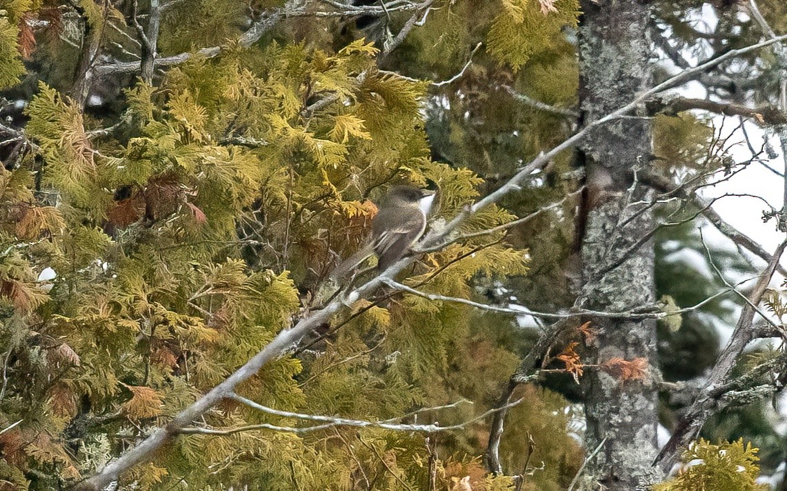 Eastern Phoebe - ML646072769