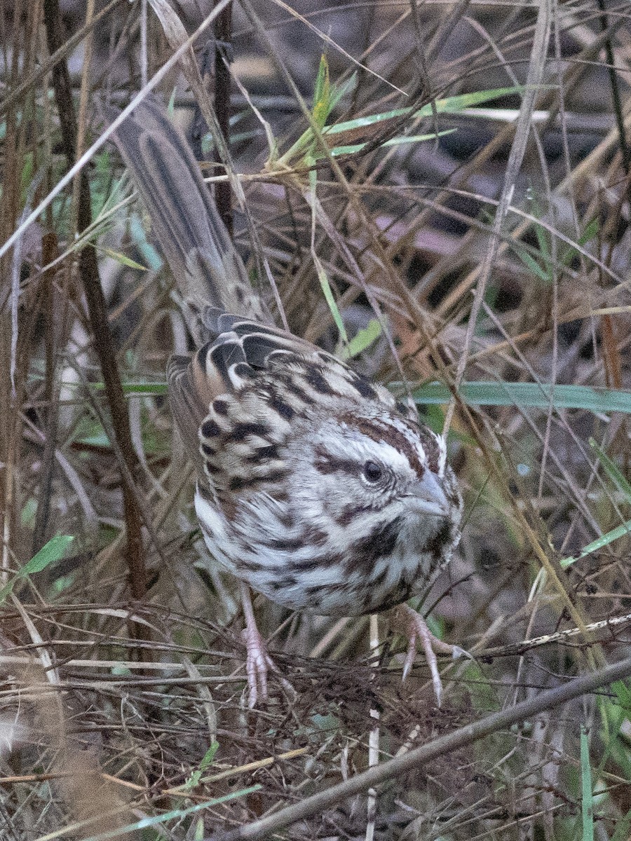Song Sparrow (melodia/atlantica) - ML646072770