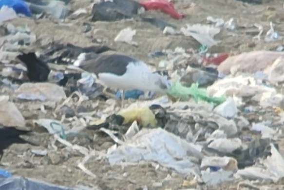 Zafferano - ML646072772