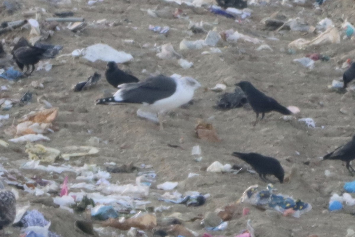 Zafferano - ML646072773