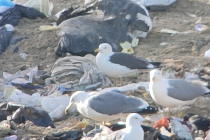 Zafferano - ML646072774