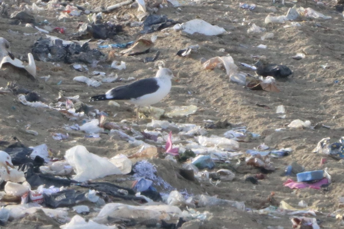 Zafferano - ML646072775