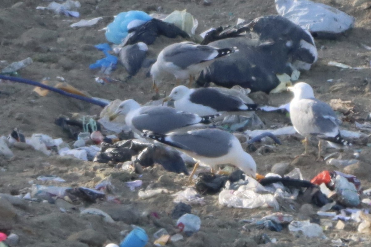 Zafferano - ML646072776