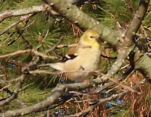 American Goldfinch - ML646072782