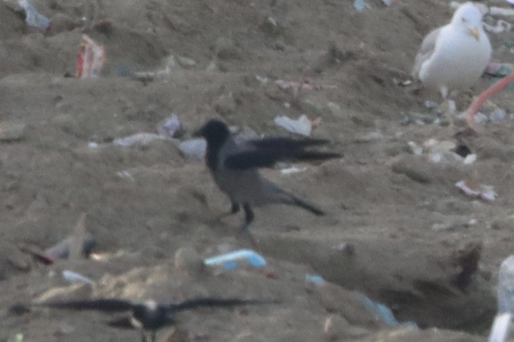 vrána šedá - ML646072786