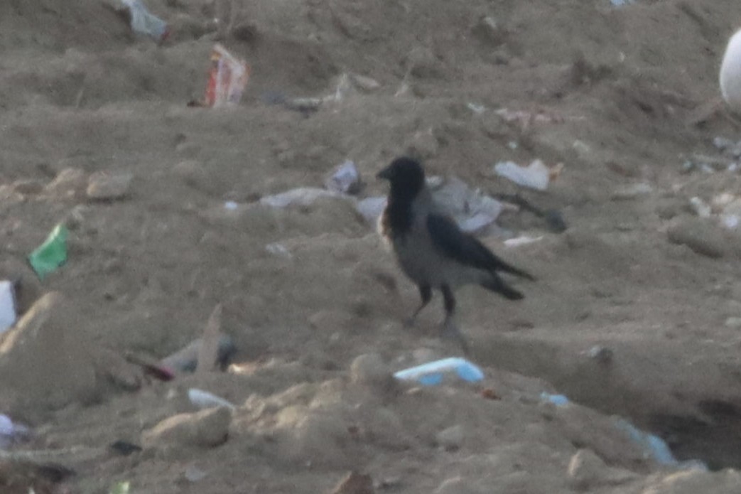 vrána šedá - ML646072787