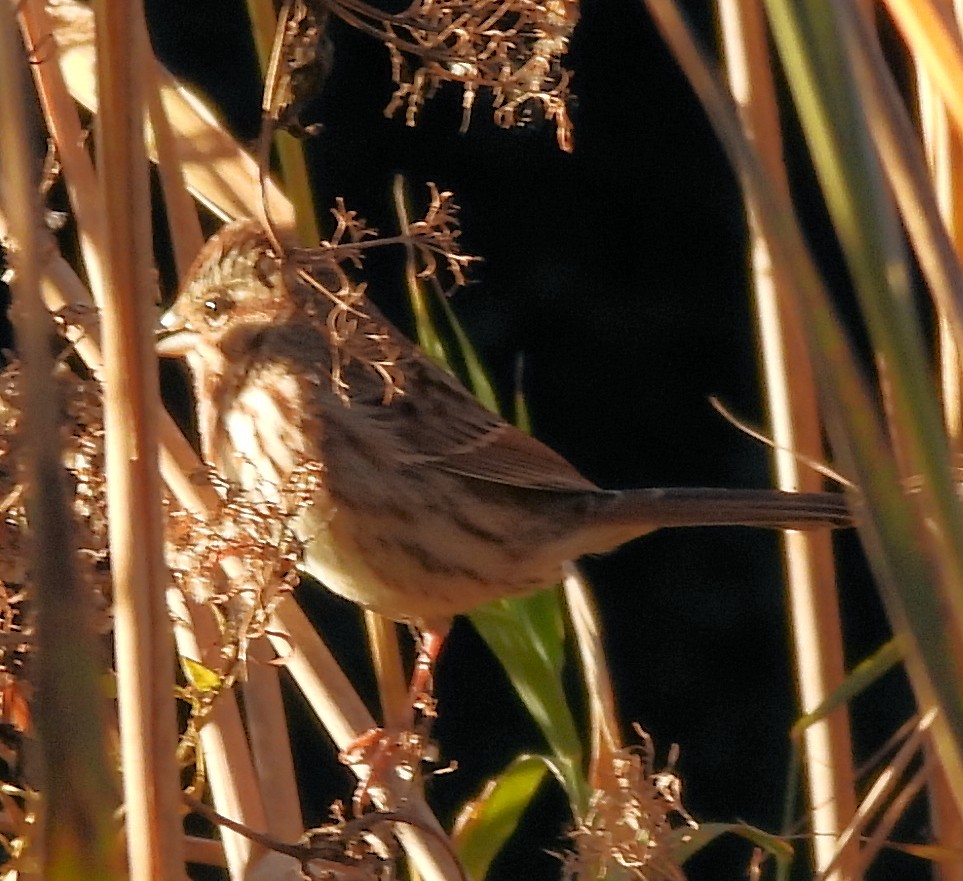 Song Sparrow - ML646072789