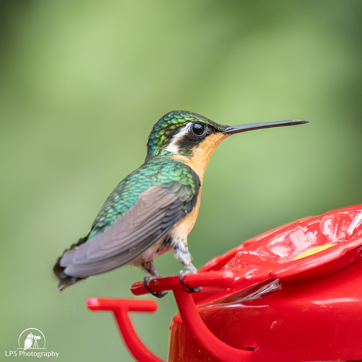 Mor Gerdanlı Dağmücevheri - ML646072791