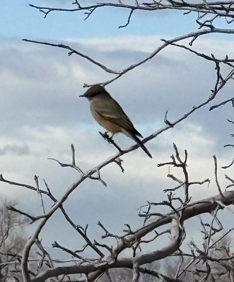 Say's Phoebe - ML646072792