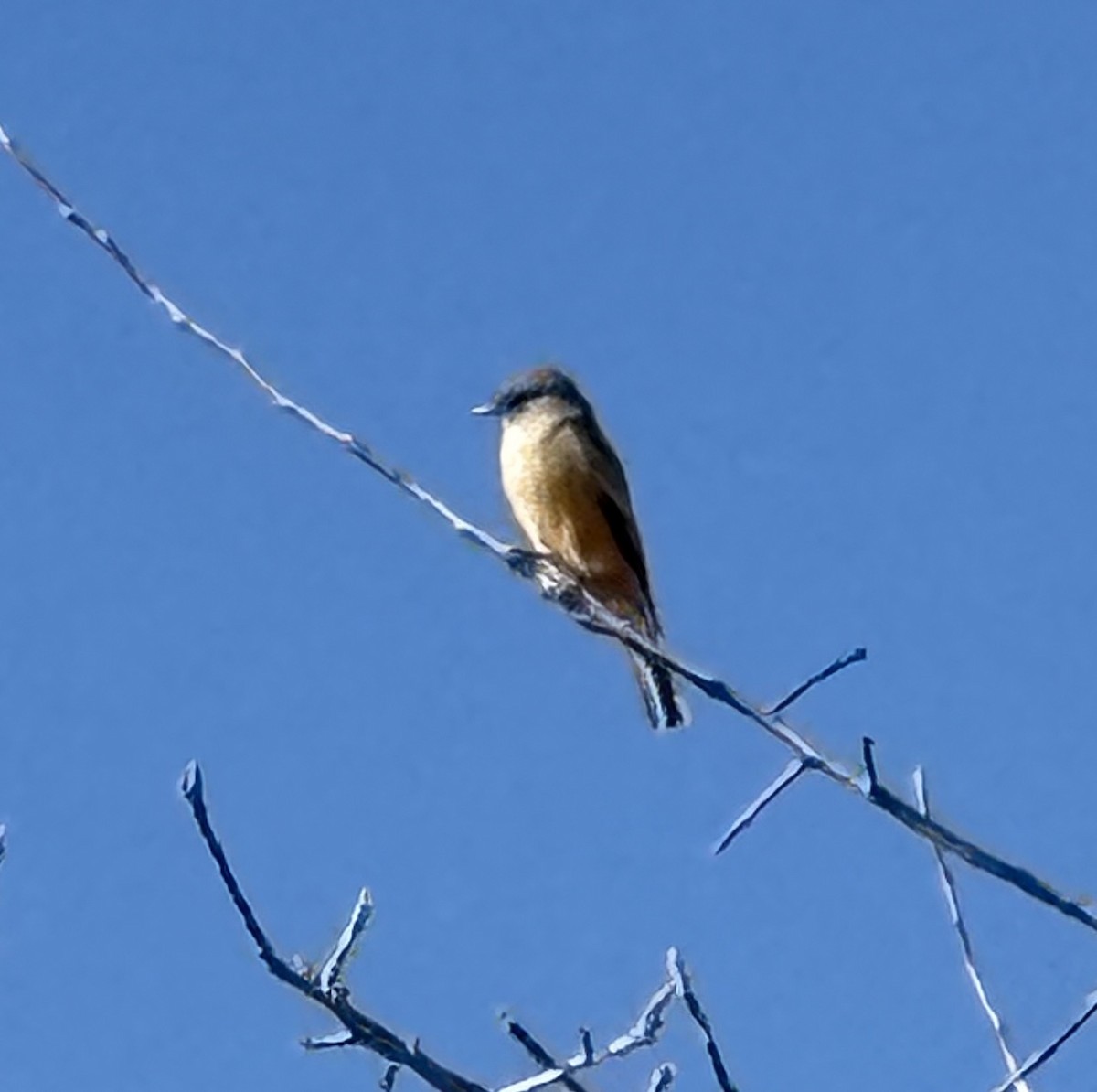 Say's Phoebe - ML646072793