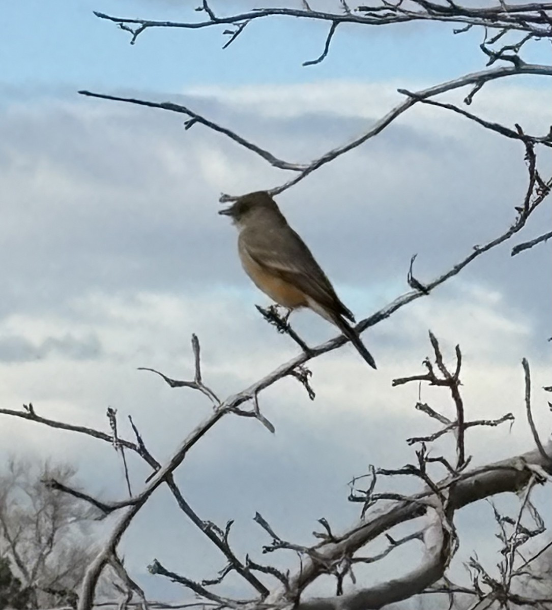 Say's Phoebe - ML646072794