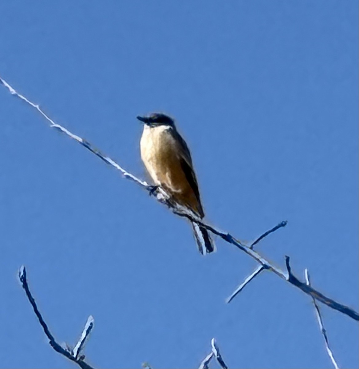 Say's Phoebe - ML646072795