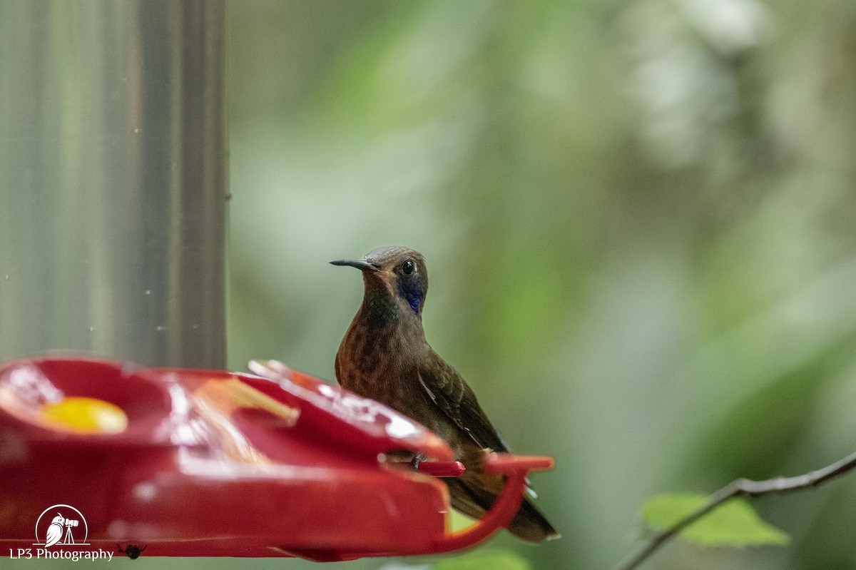 Brown Violetear - ML646072800