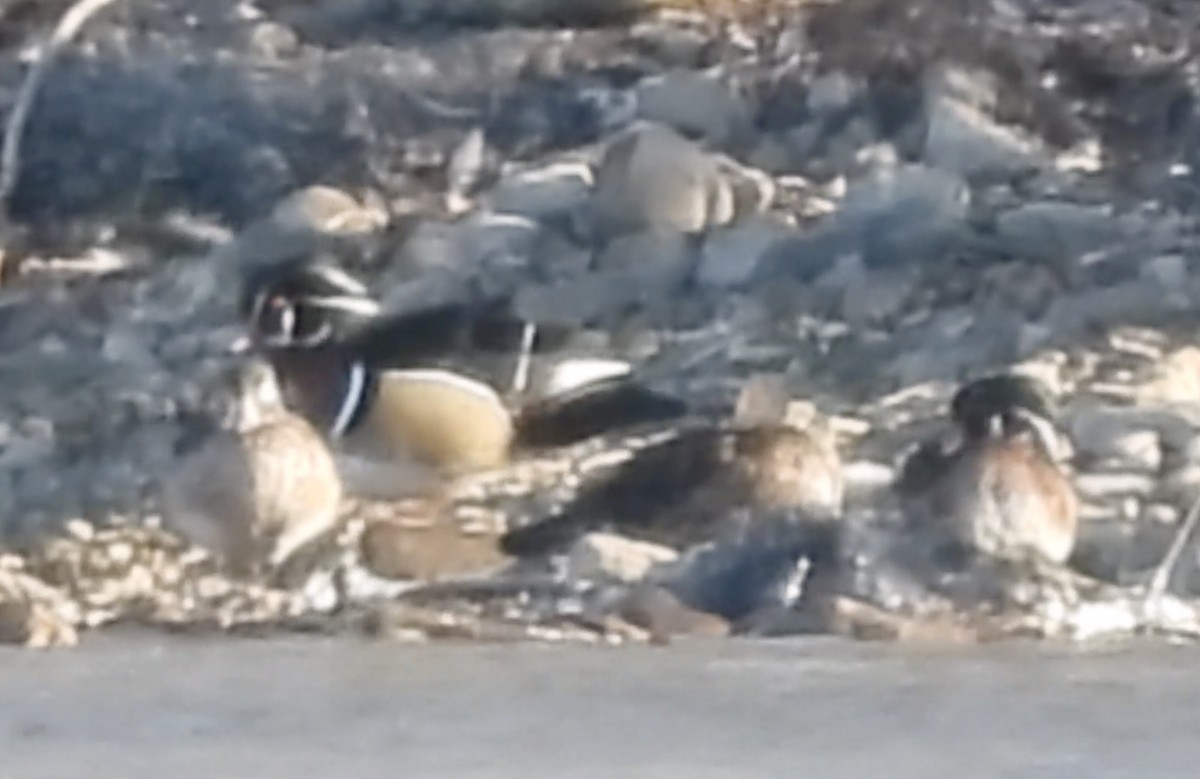 Ahate karolinarra - ML646072802