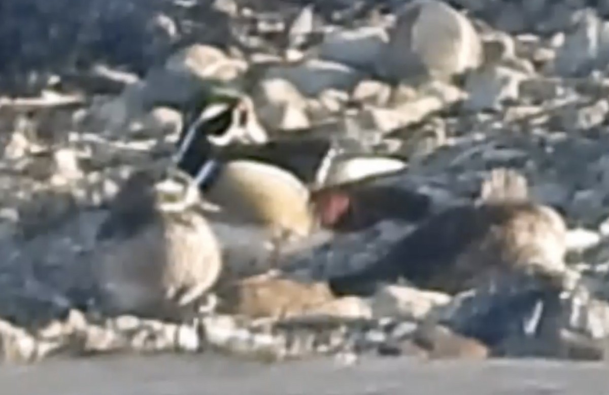 Ahate karolinarra - ML646072804