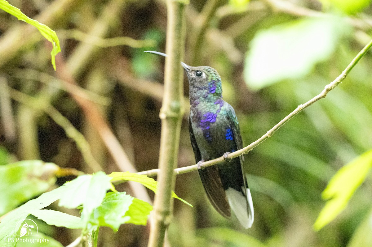 Violet Sabrewing - ML646072805