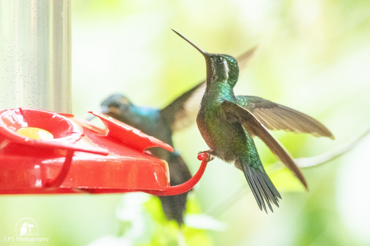 Mor Gerdanlı Dağmücevheri - ML646072807