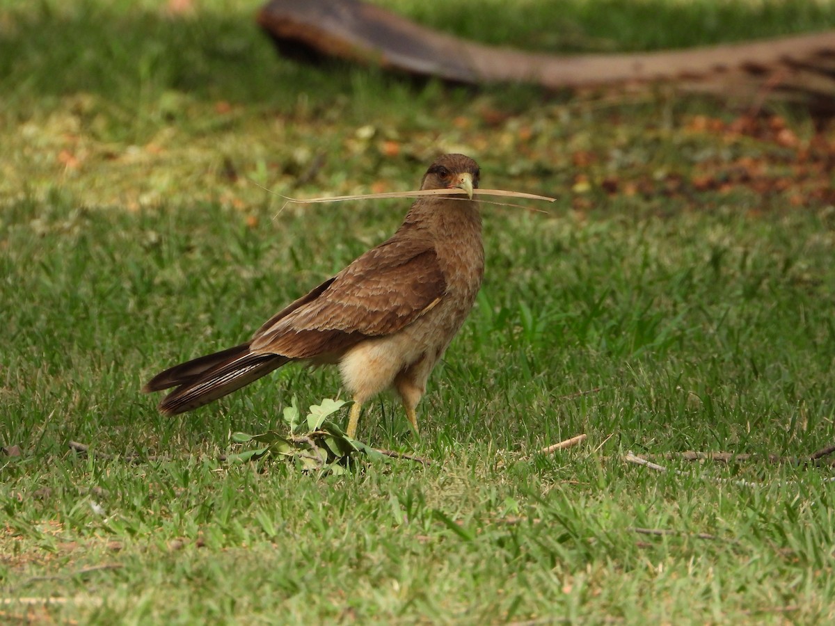 Chimango Caracara - ML646072808