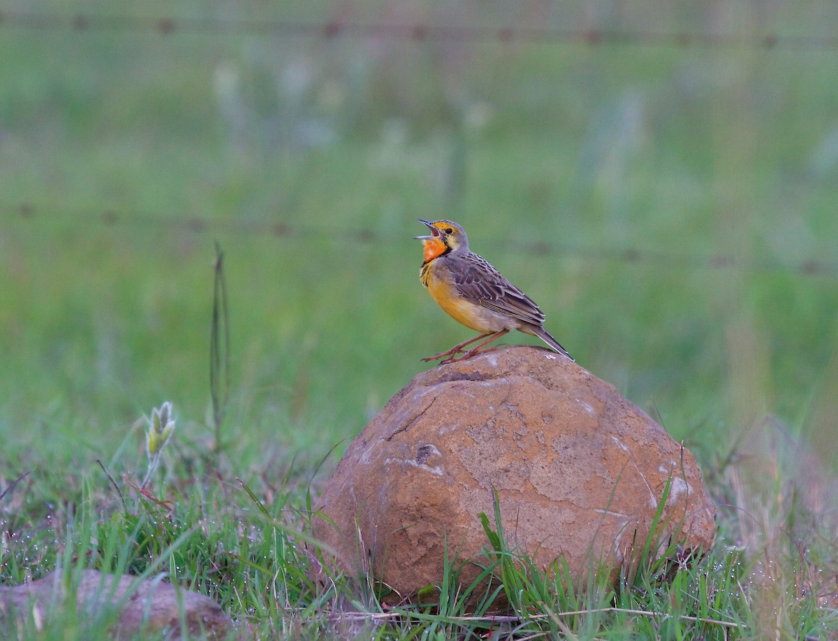 Orange-throated Longclaw - Matt Brady