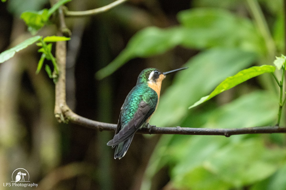 Mor Gerdanlı Dağmücevheri - ML646072810