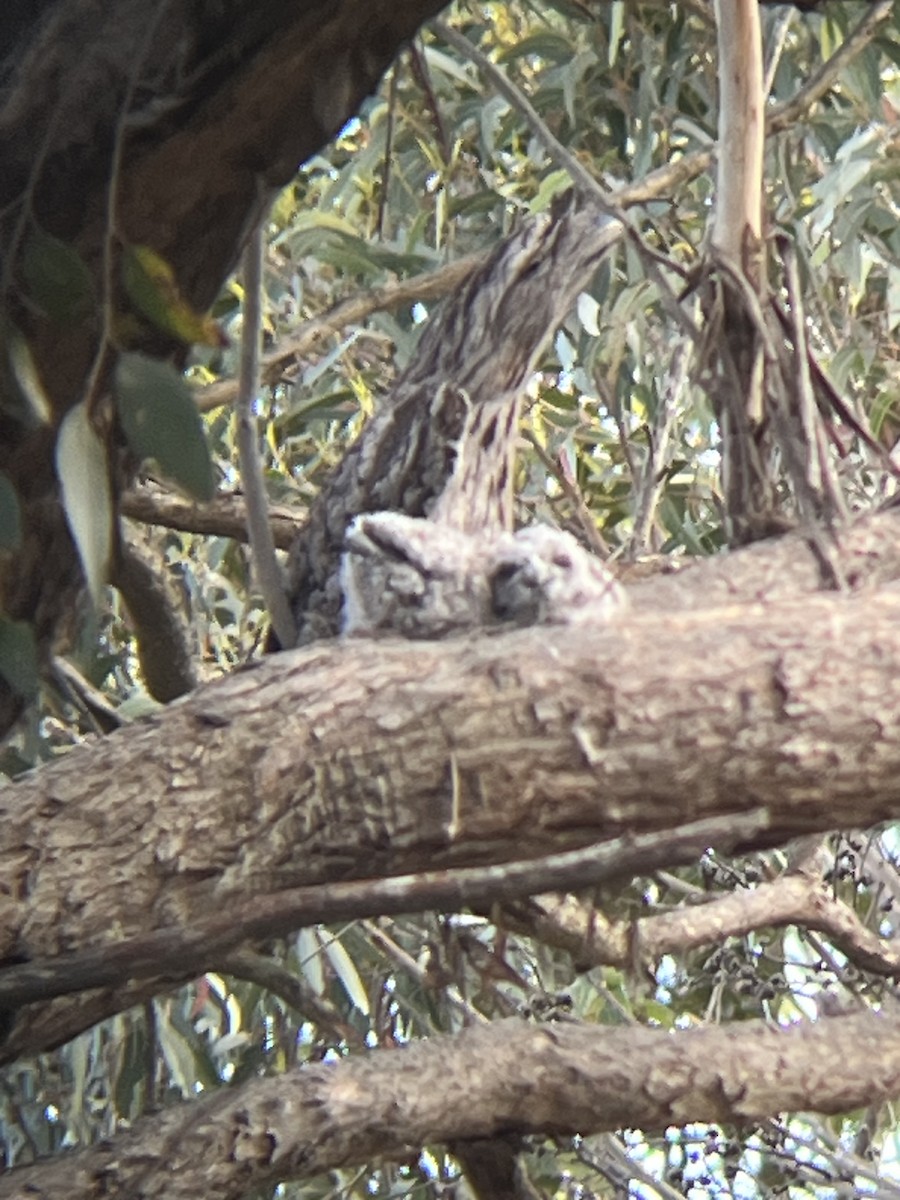 Tawny Frogmouth - ML646072812