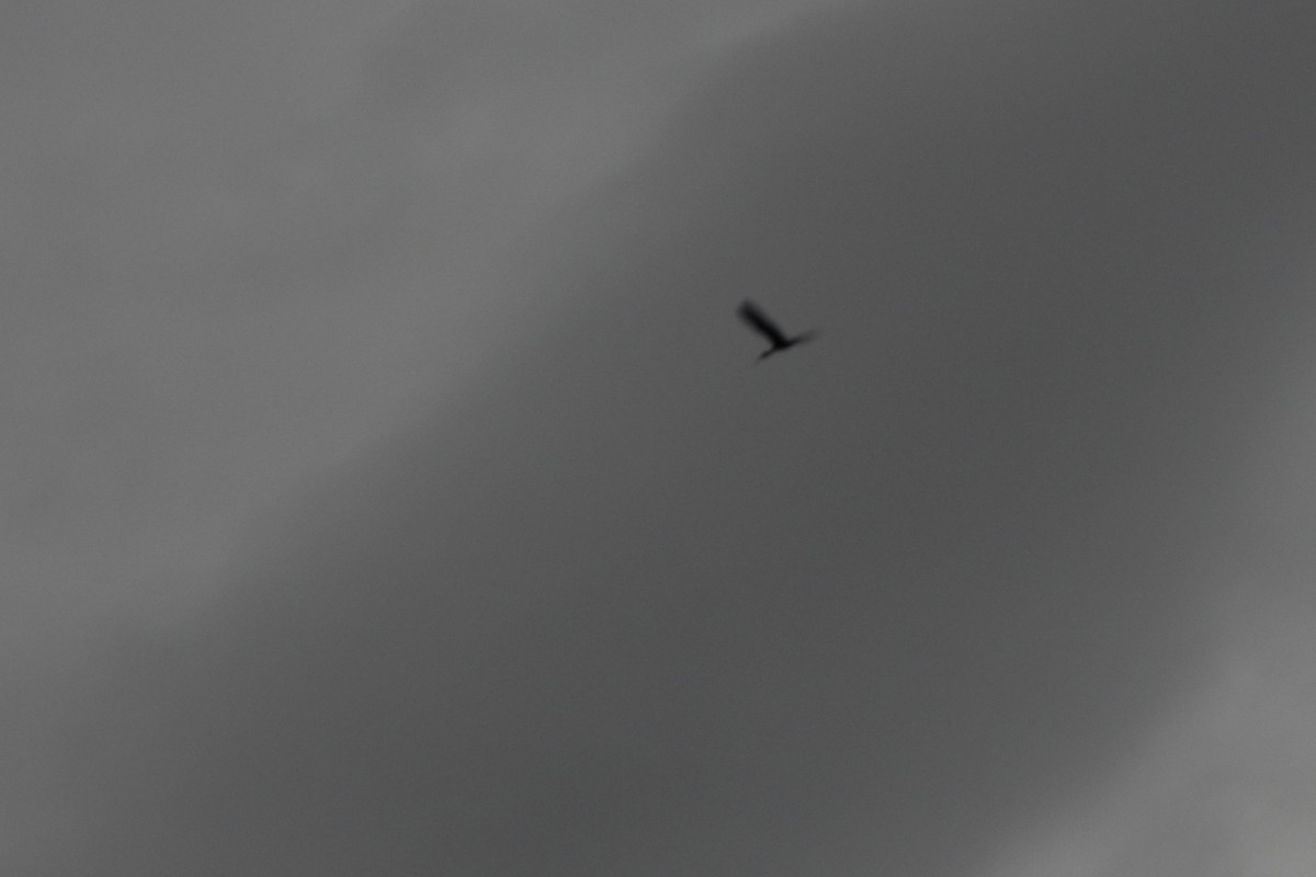 Bare-faced Ibis - ML646072813