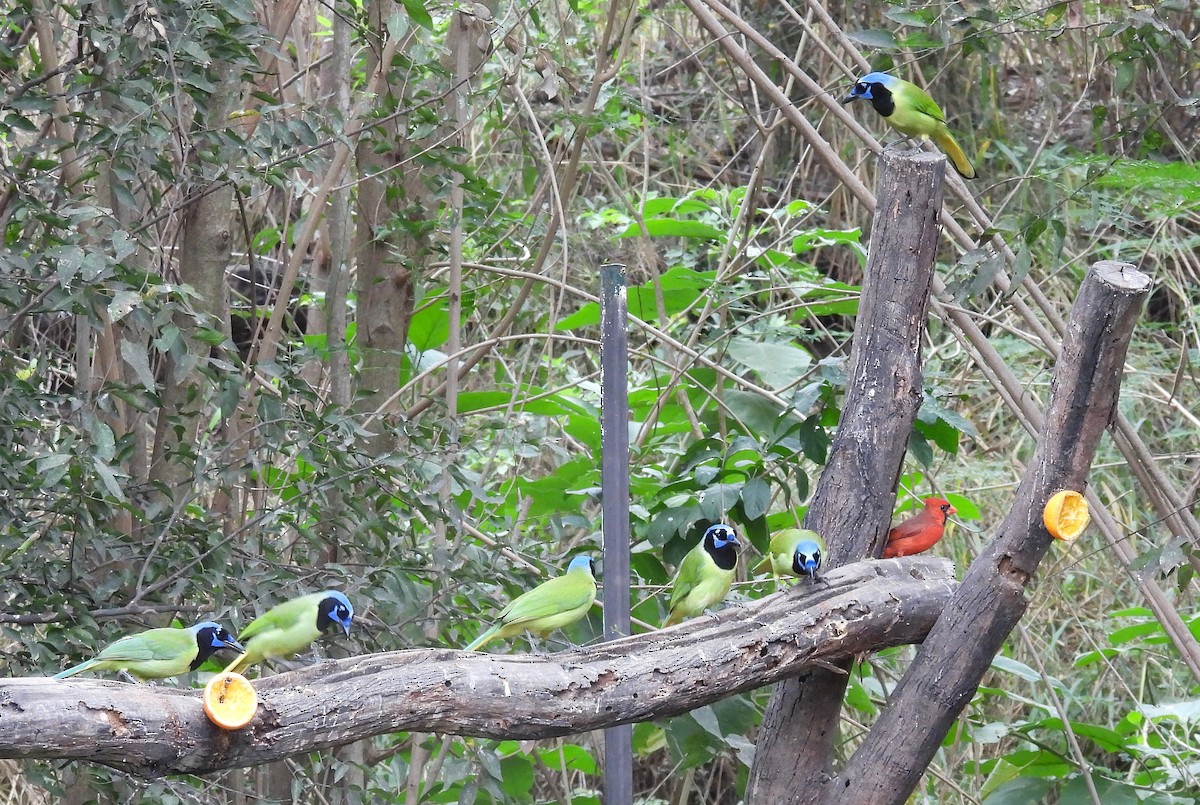 Inkablaurabe - ML646072829