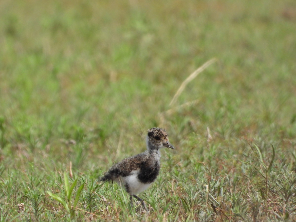 Southern Lapwing - ML646072830
