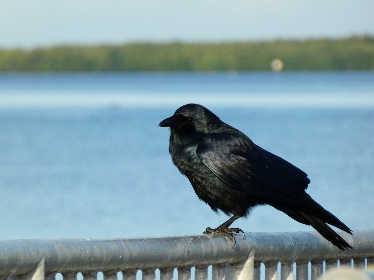 ウオガラス - ML646072831