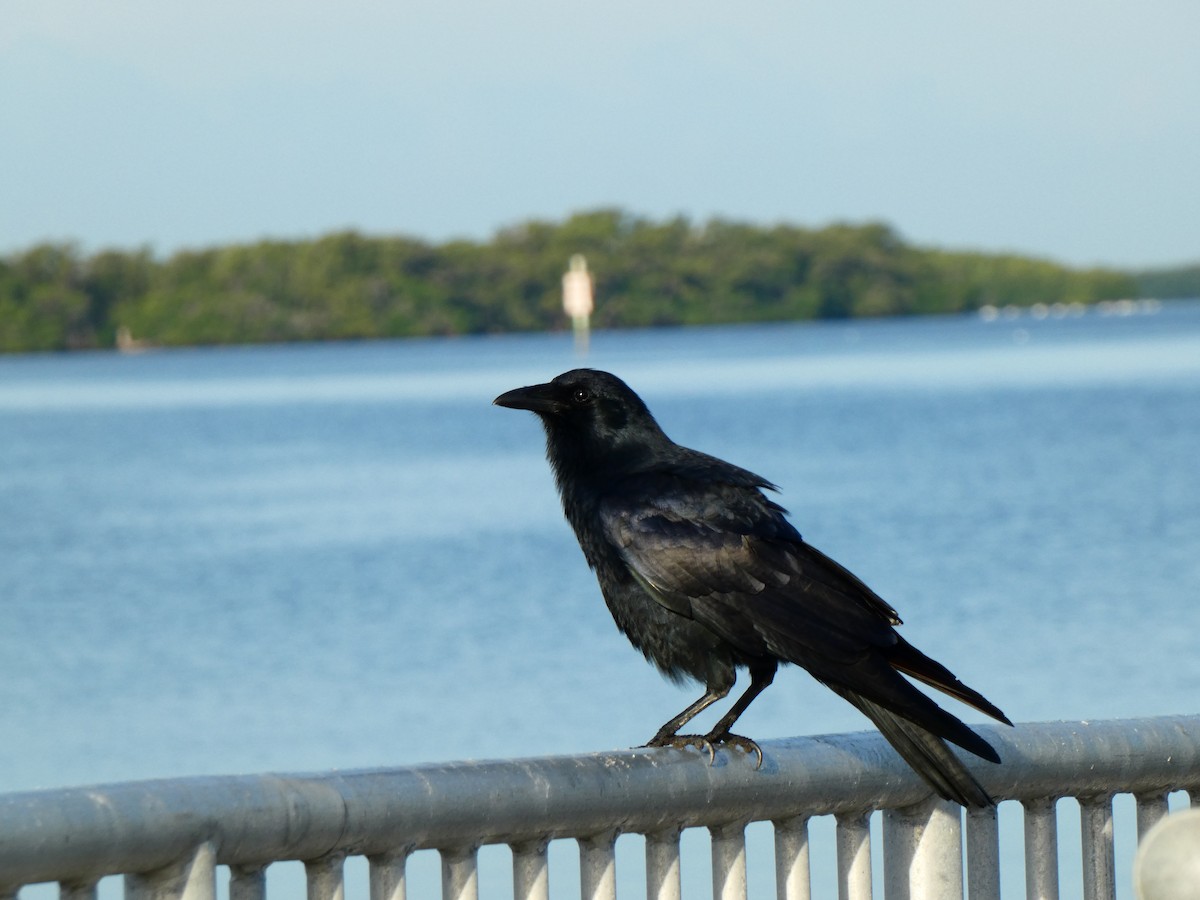 ウオガラス - ML646072832