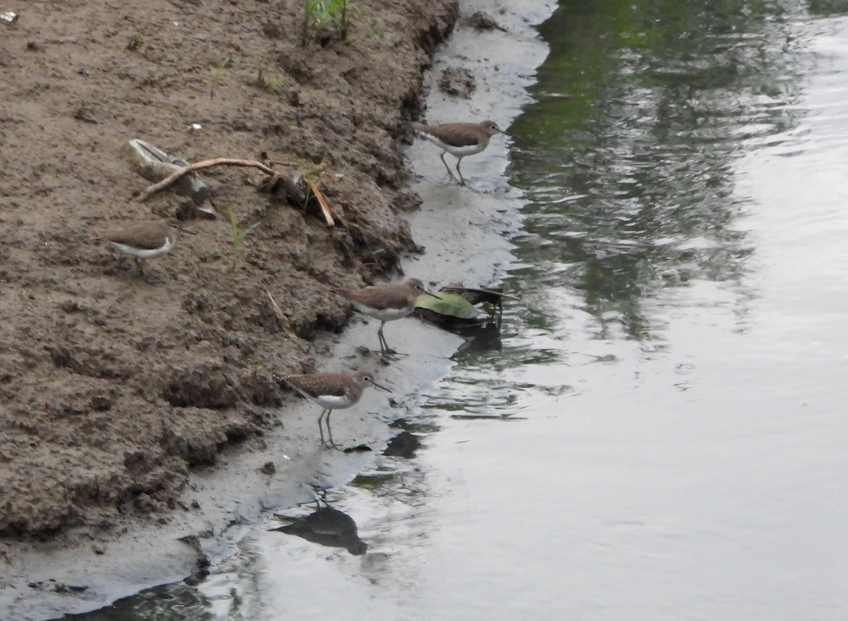 Solitary Sandpiper - ML646072834