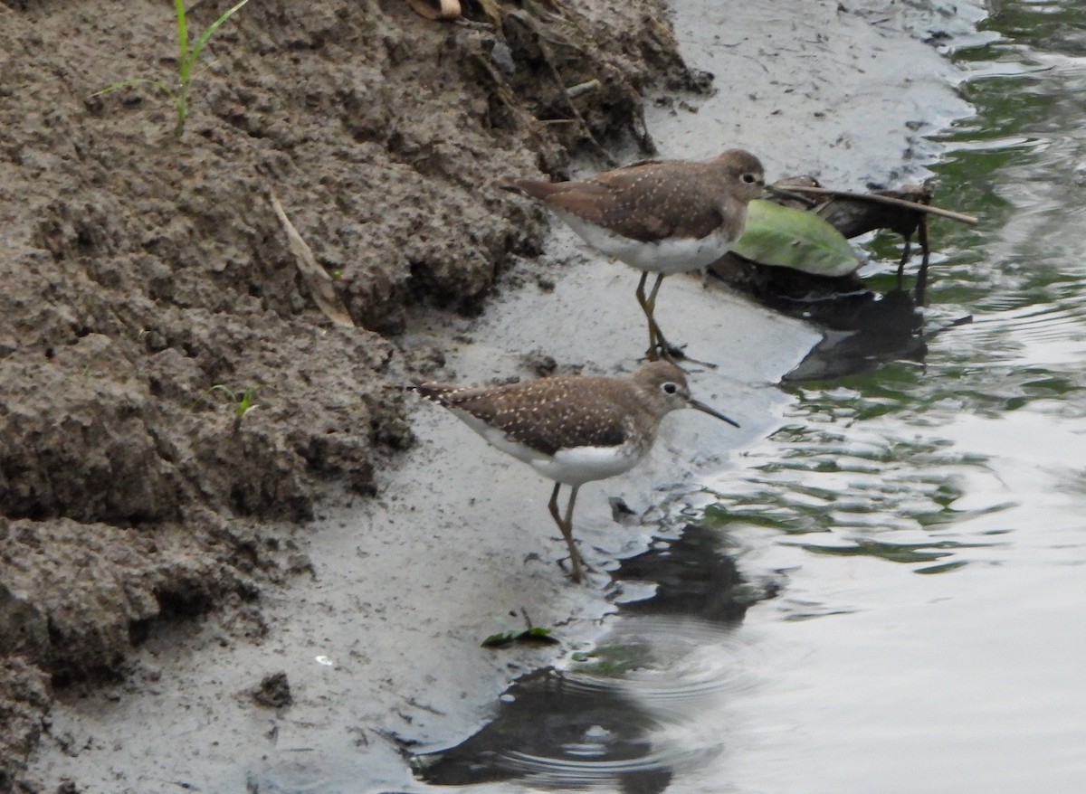 Solitary Sandpiper - ML646072836