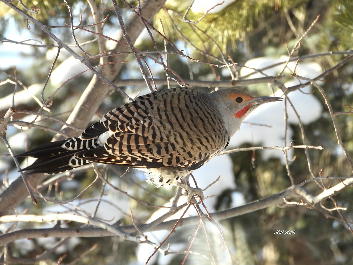 Northern Flicker (Red-shafted) - ML646072837