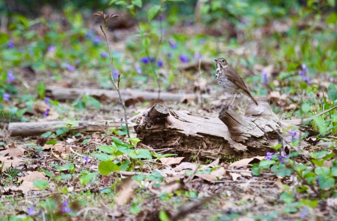 Hermit Thrush - ML646072839