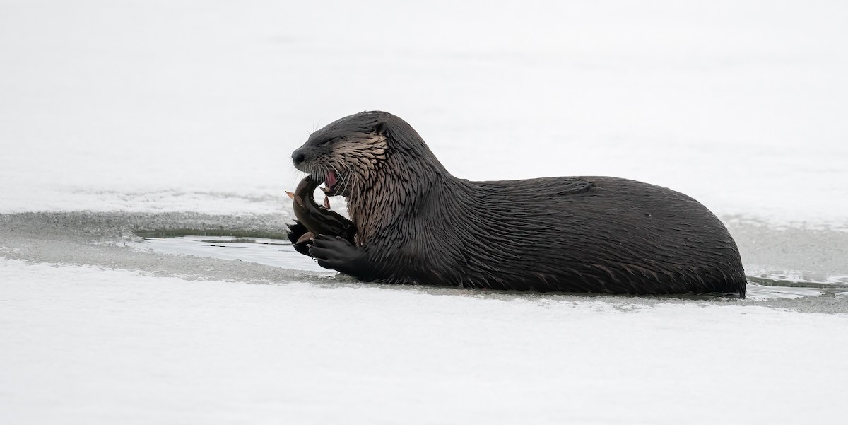 North American River Otter - ML646072840