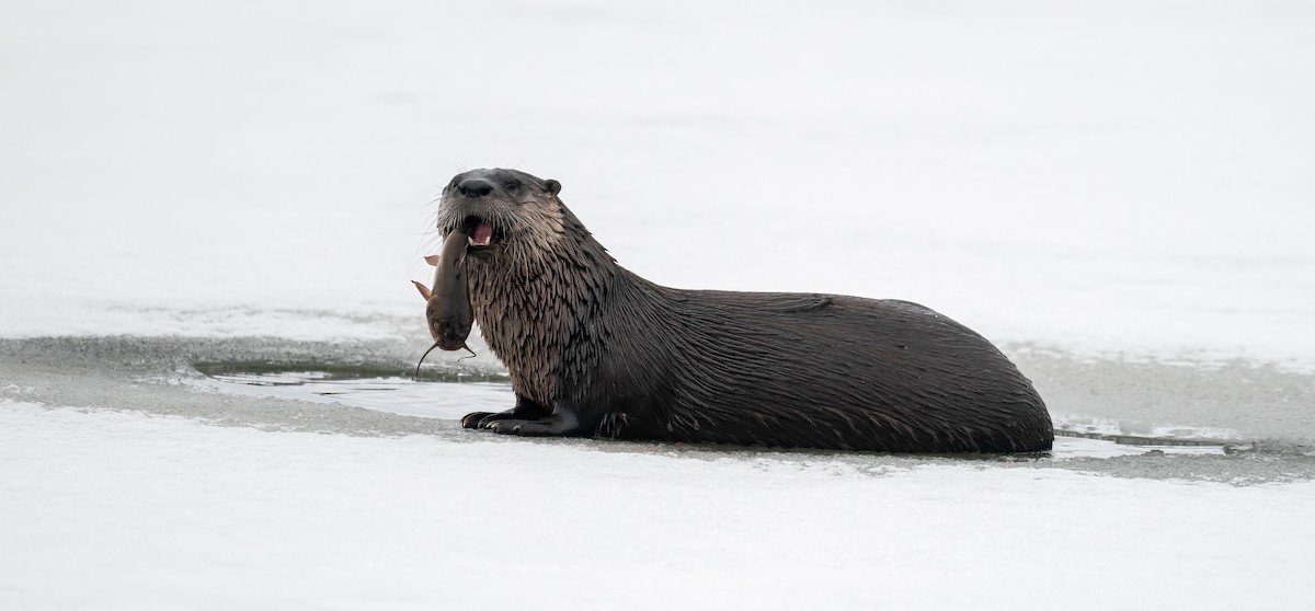 North American River Otter - ML646072842