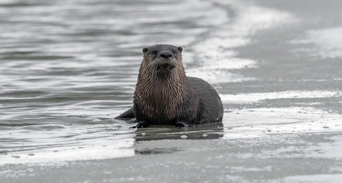 North American River Otter - ML646072843