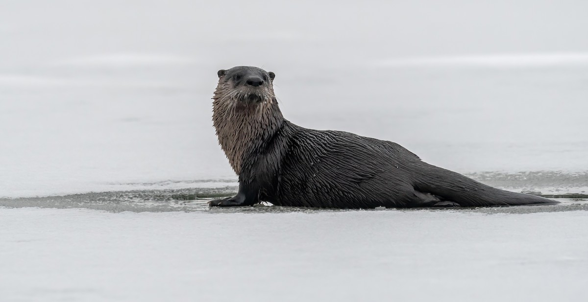 North American River Otter - ML646072844