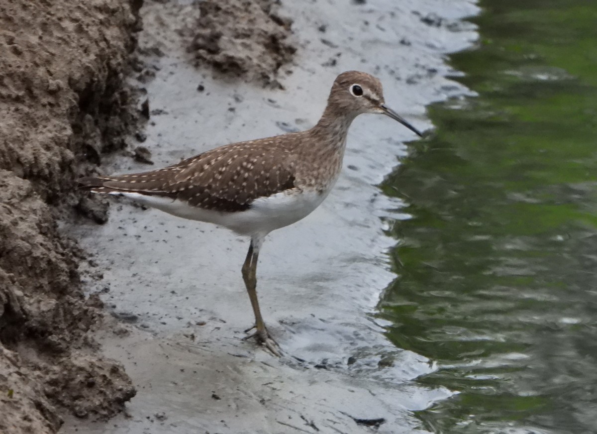 Solitary Sandpiper - ML646072847