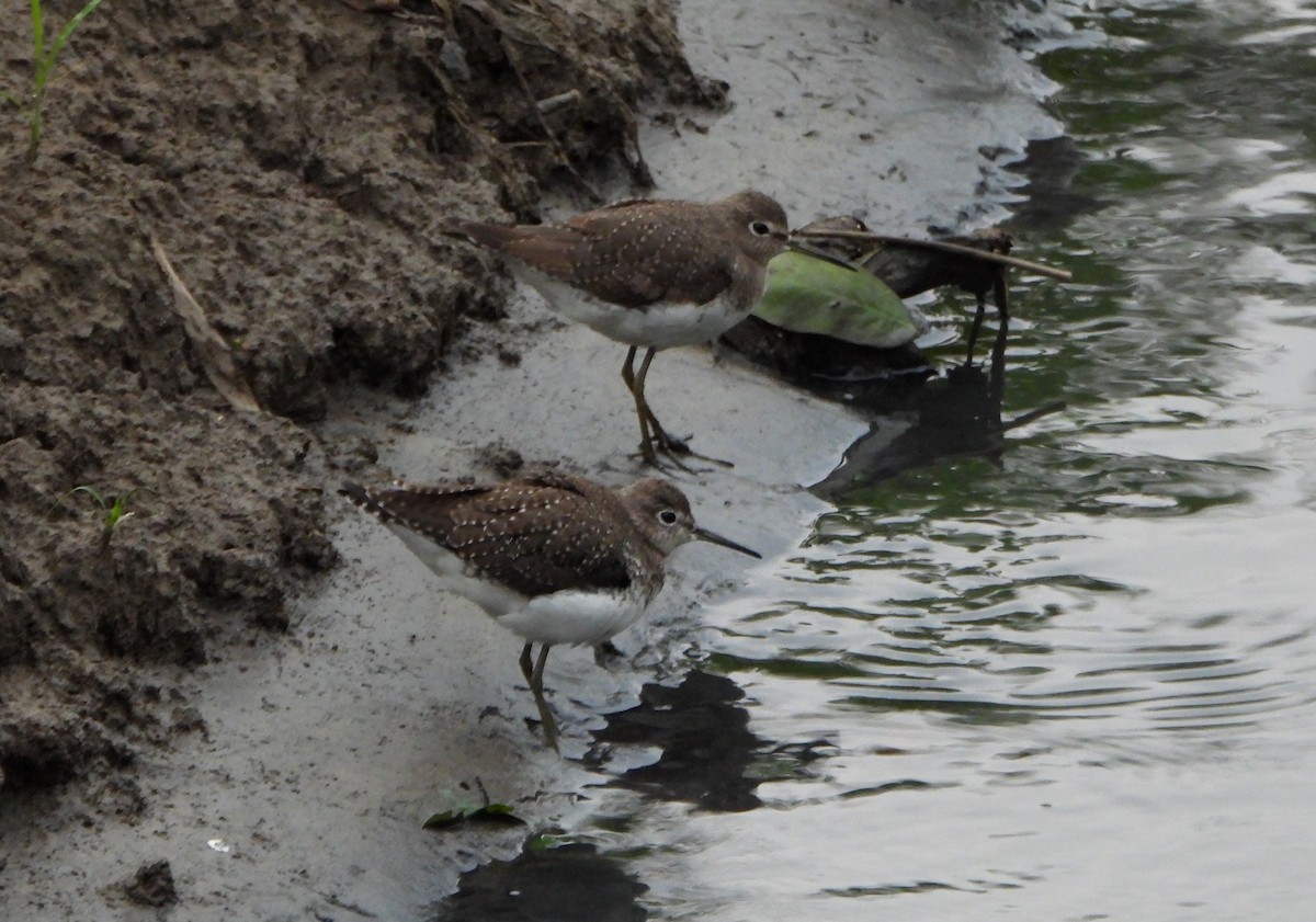 Solitary Sandpiper - ML646072848